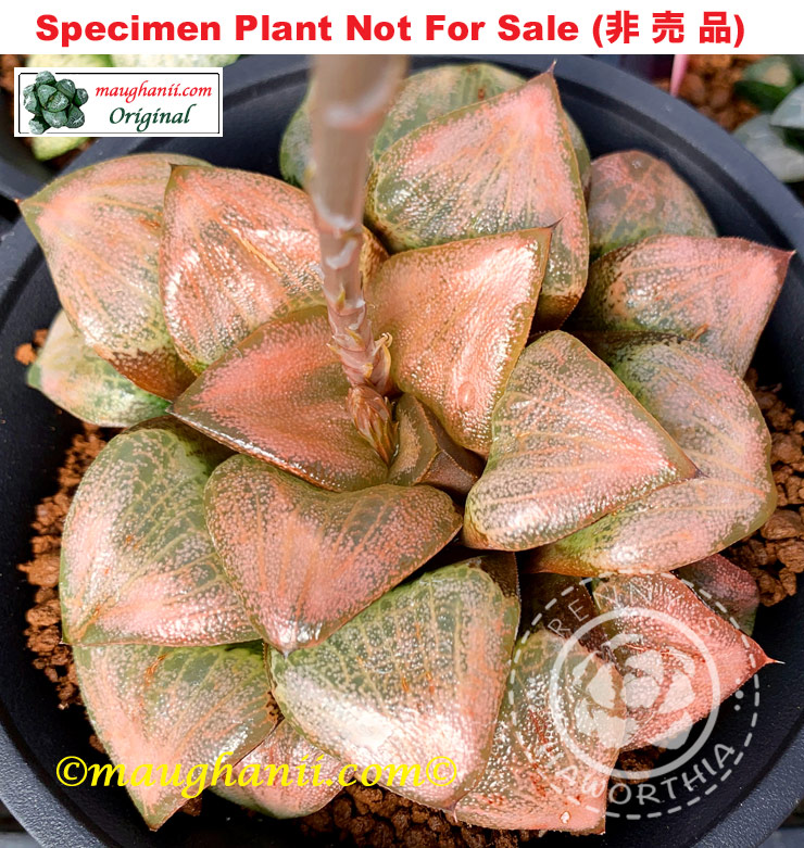 Hyb-318 H. hyb 'Sonoma Sunset', 10 seeds, 2025 Hyb-318 H. hyb 'Sonoma Sunset', 10 seeds, 2025