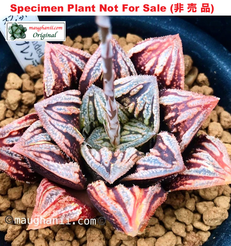 Hyb-468 H. hyb 'Splendid', 10 seeds, 2025 Hyb-468 H. hyb 'Splendid', 10 seeds, 2025