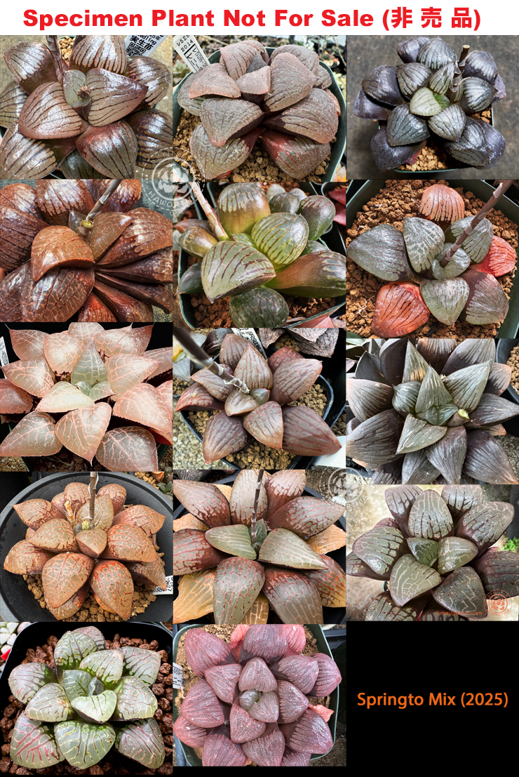 Hyb-1016 H. springto mix selection, 50 seeds, 2025