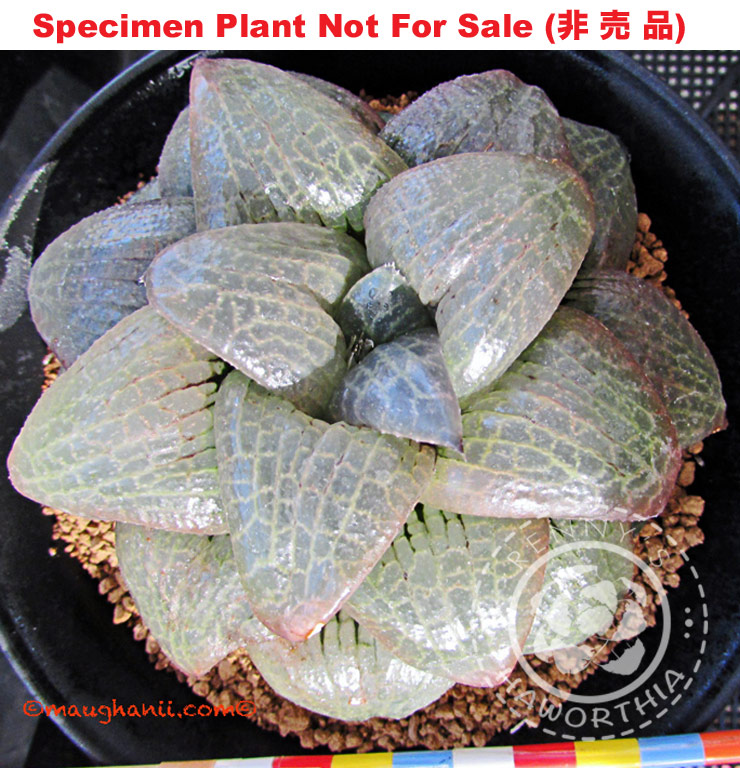 Hyb-277 H. cv 'Nikko', 10 seeds, 2025