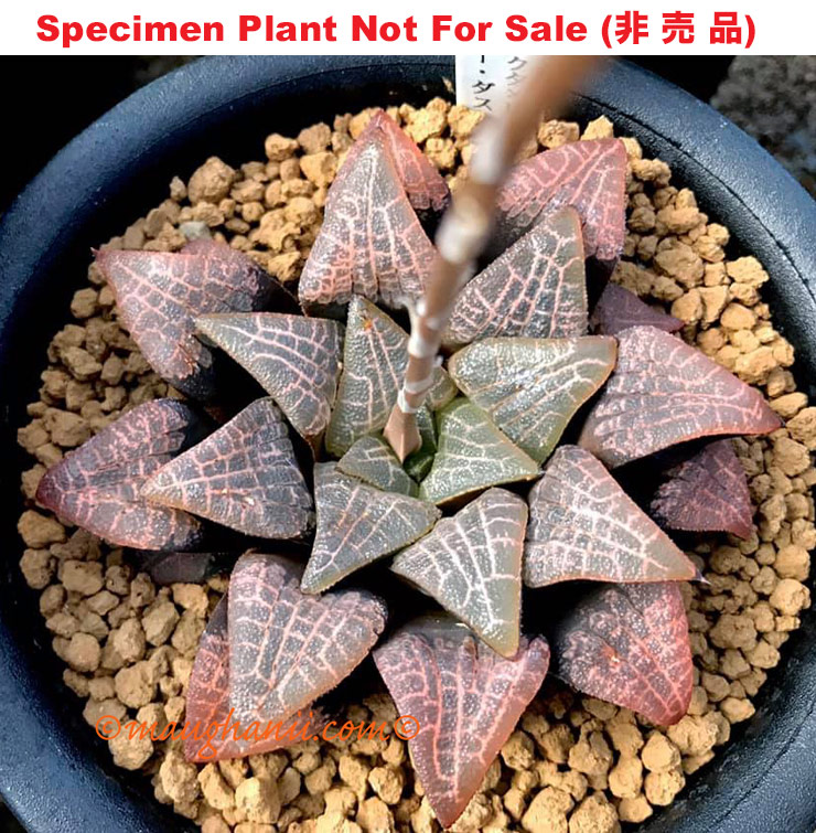 Hyb-425 H. hyb 'MKII Stardust', 10 seeds, 2025 Hyb-425 H. hyb 'MKII Stardust', 10 seeds, 2025