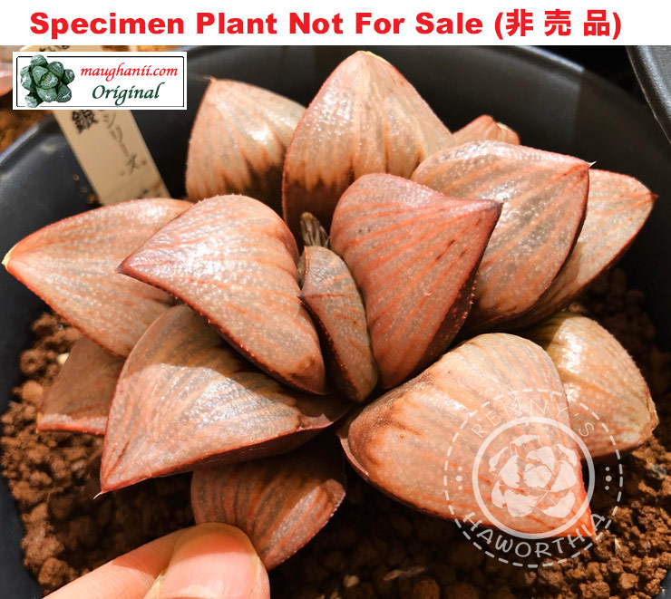 Hyb-530 H. hyb 'Suigin', 10 seeds, 2025