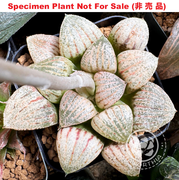 Hyb-493 H. hyb 'Suisei' x 'White Chocolate', 10 seeds, 2025 Hyb-493 H. hyb 'Suisei' x 'White Chocolate', 10 seeds, 2025