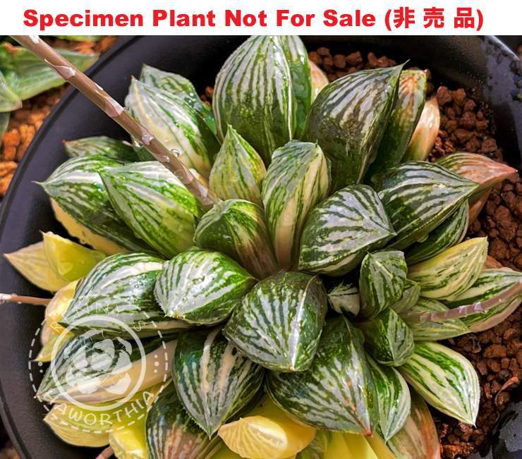 SE-653 H. hyb 'Sunflower' variegate, 10 seeds, 2025