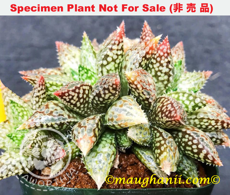 Hyb-508 H. hyb 'Superb', 10 seeds, 2025 Hyb-508 H. hyb 'Superb', 10 seeds, 2025