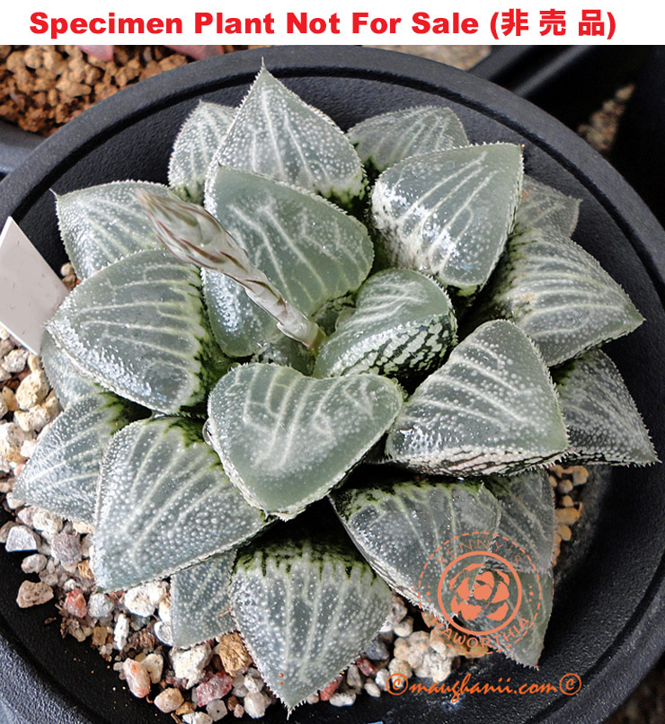 Hyb-298 H. hyb 'Sweet Heart', 10 seeds, 2025