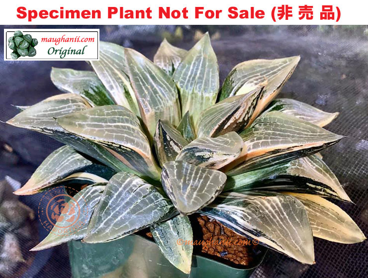 SE-638 H. hyb 'Sword of Light' variegate, 10 seeds, 2025