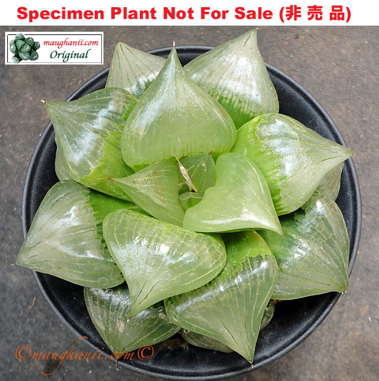 Hyb-433 H. hyb 'Ten No Izumi', 10 seeds, 2025 Hyb-433 H. hyb 'Ten No Izumi', 10 seeds, 2025