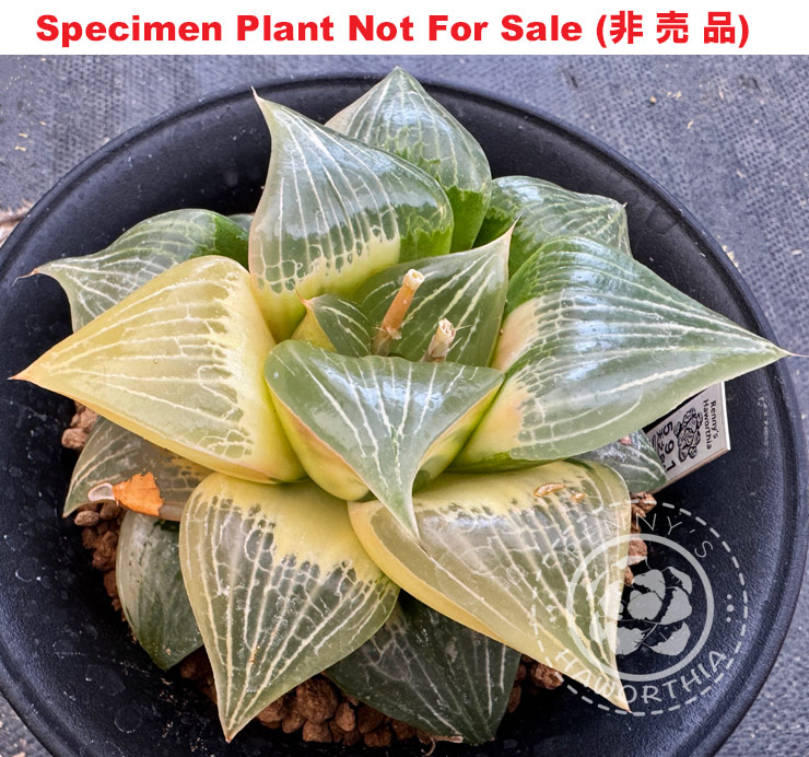SE-627 H. cv 'Ten No Izumi' variegate, 10 seeds, 2025