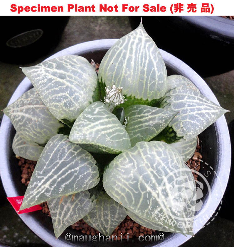 Hyb-236 H. compto 'Tianan', 10 seeds, 2025
