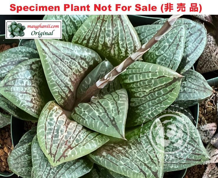 Hyb-462 H. hyb 'Timberline', 10 seeds, 2025 Hyb-462 H. hyb 'Timberline', 10 seeds, 2025
