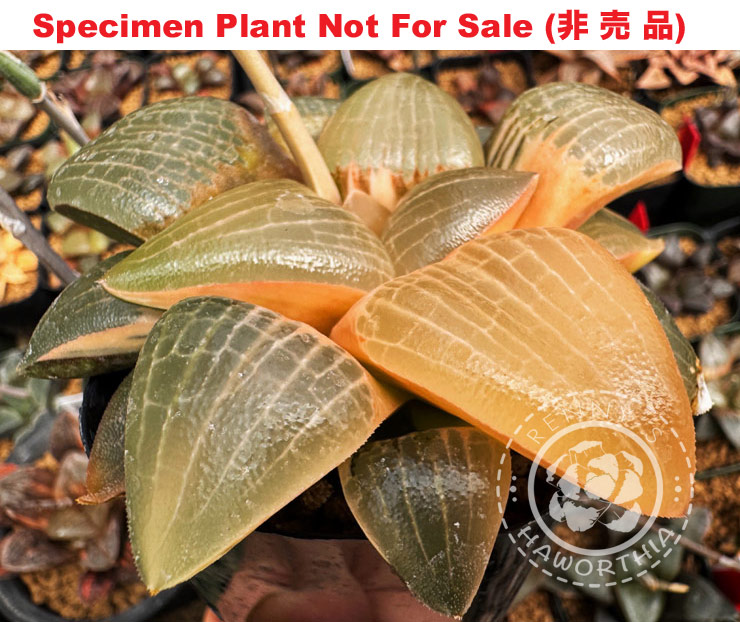 SE-666 H. hyb 'Titan' Seedling variegate, 10 seeds, 2025