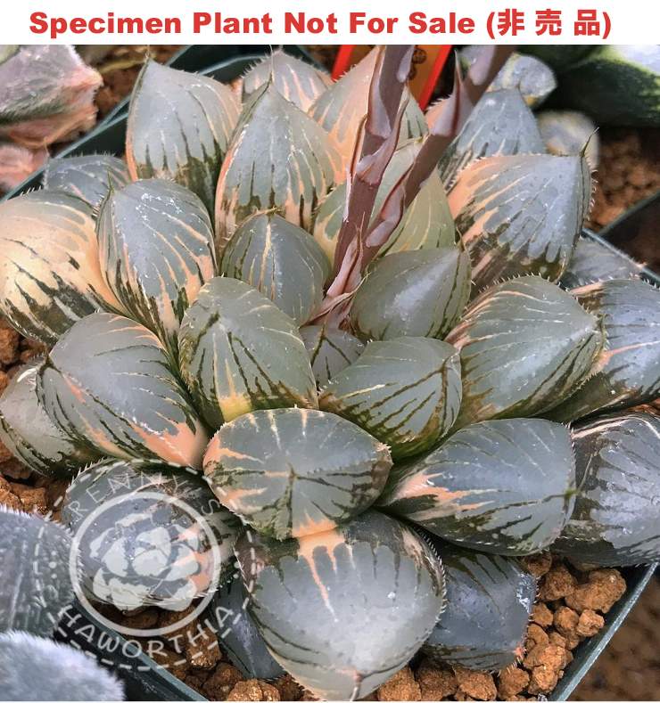SE-658 H. hyb 'Torafugu' variegate, 10 seeds, 2025