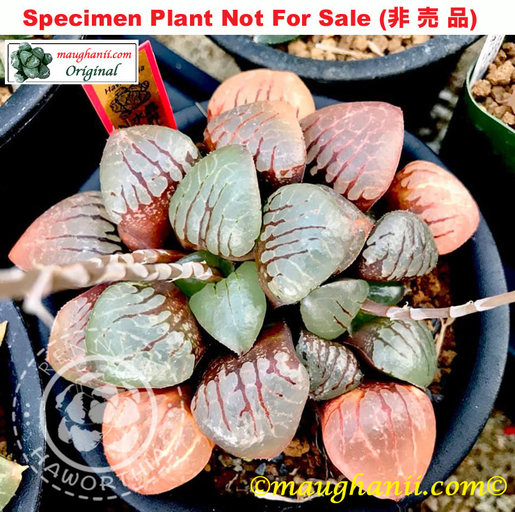 Hyb-503 H. hyb 'UFO x N-Suishou', 10 seeds, 2025 Hyb-503 H. hyb 'UFO x N-Suishou', 10 seeds, 2025