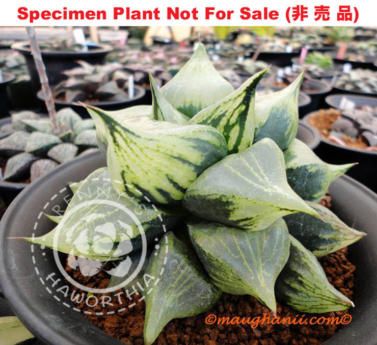 Hyb-282 H. cv 'Urahannya', 10 seeds, 2025