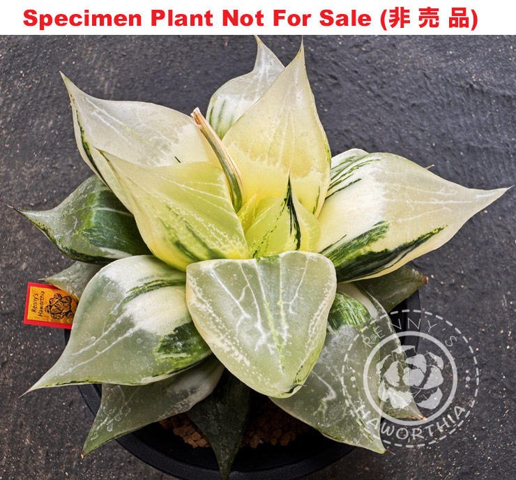 SE-618 H. hyb 'Urahannya' variegate, 10 seeds, 2025