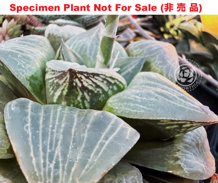 Hyb-924 H. hyb No.49 'Urahannya Beam', 10 seeds, 2025