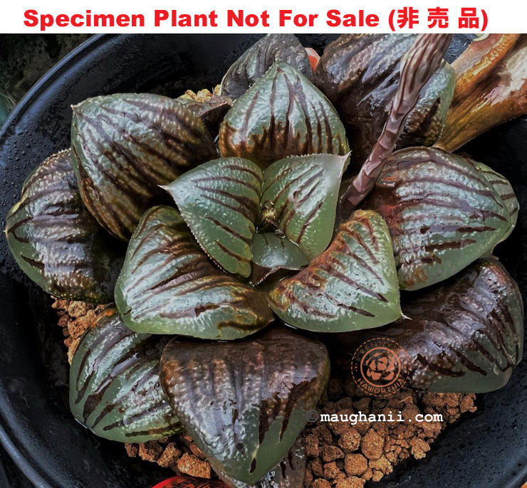 Hyb-413 H. cv 'Walnut', 10 seeds, 2025