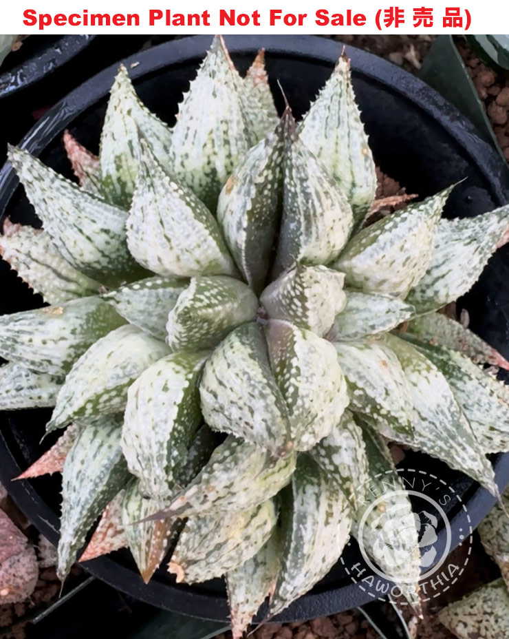 Hyb-522 H. hyb 'White Porcupine', 10 seeds, 2025 Hyb-522 H. hyb 'White Porcupine', 10 seeds, 2025