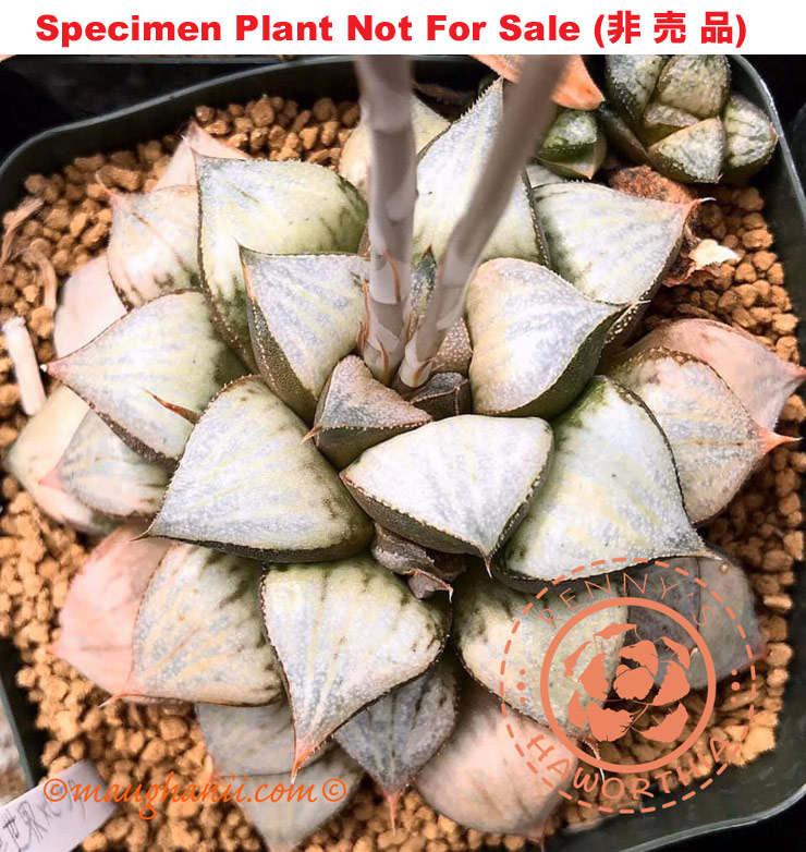 Hyb-420 H. cv 'White Rabbit', 10 seeds, 2025 Hyb-420 H. cv 'White Rabbit', 10 seeds, 2025