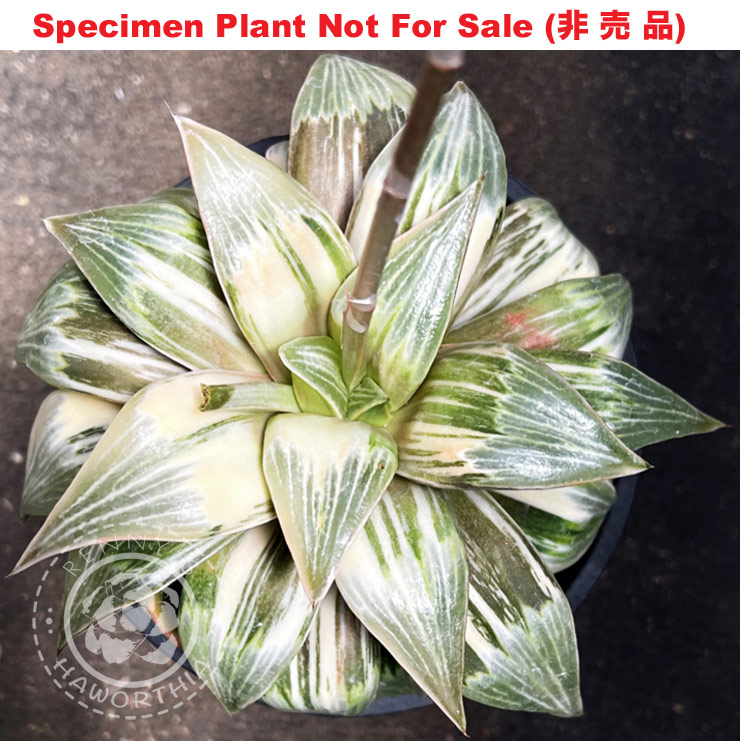 SE-631 H. hyb 'White Shadow' variegate, 10 seeds, 2025