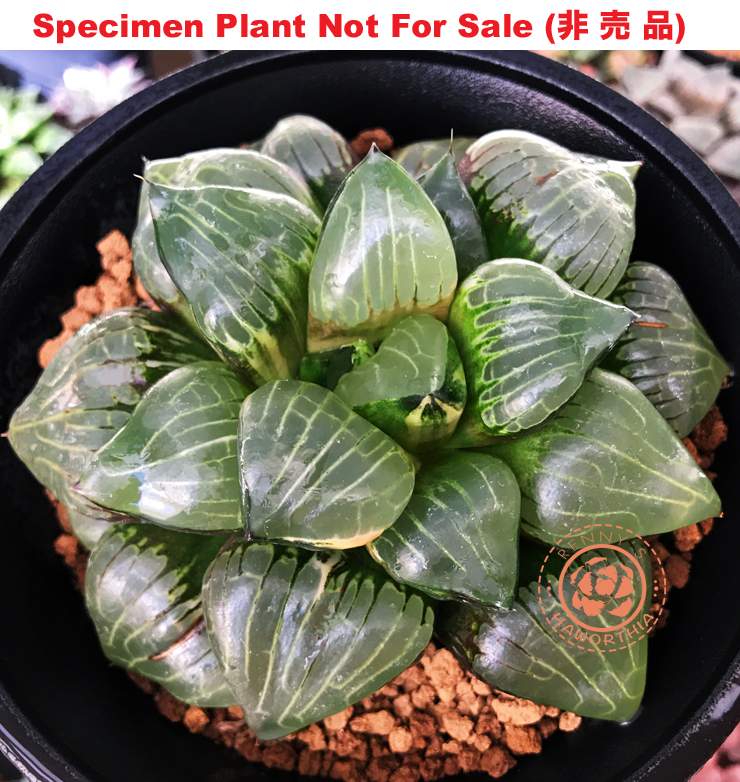 SE-679 H. hyb 'Yubaba' variegate, 10 seeds, 2025