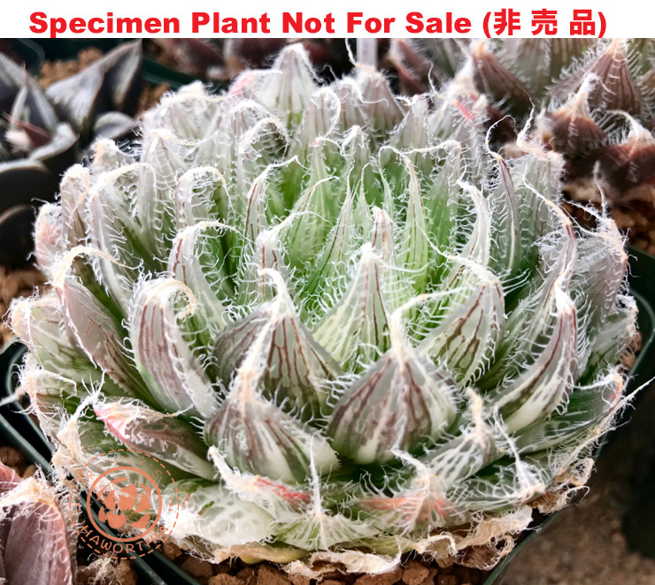 SE-633 H. hyb 'bolusii x semiviva' variegate, 10 seeds, 2025