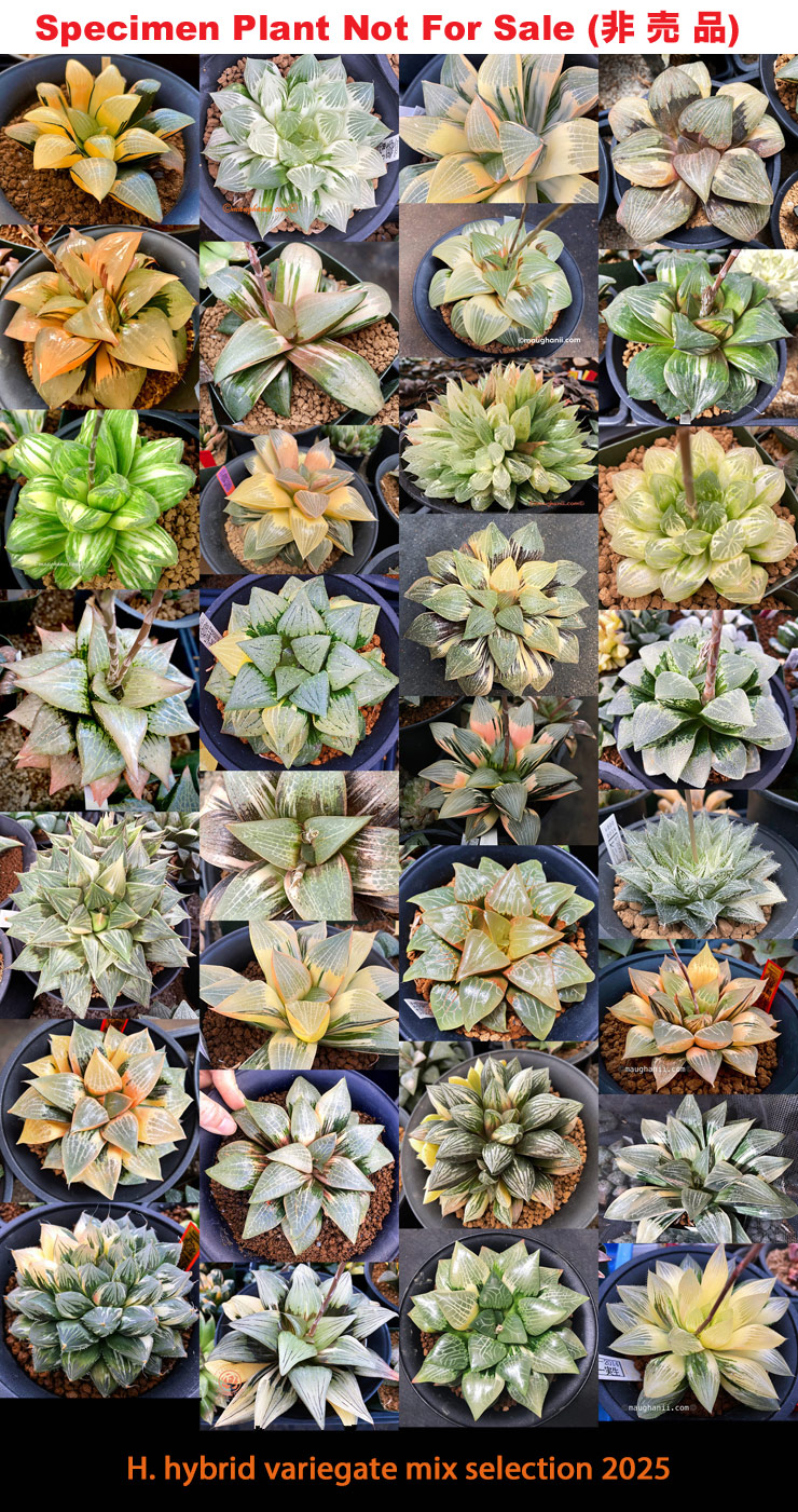Hyb-1021 H. hybrid variegate mix selection, 10 seeds, 2025