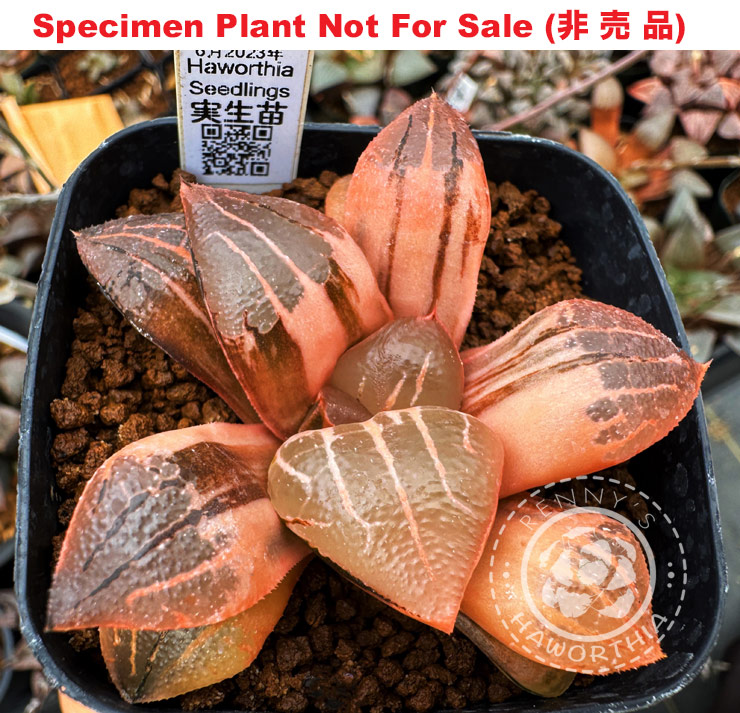 SE-615 H. hyb variegate seedling No.38 6/2023, 10 seeds, 2025