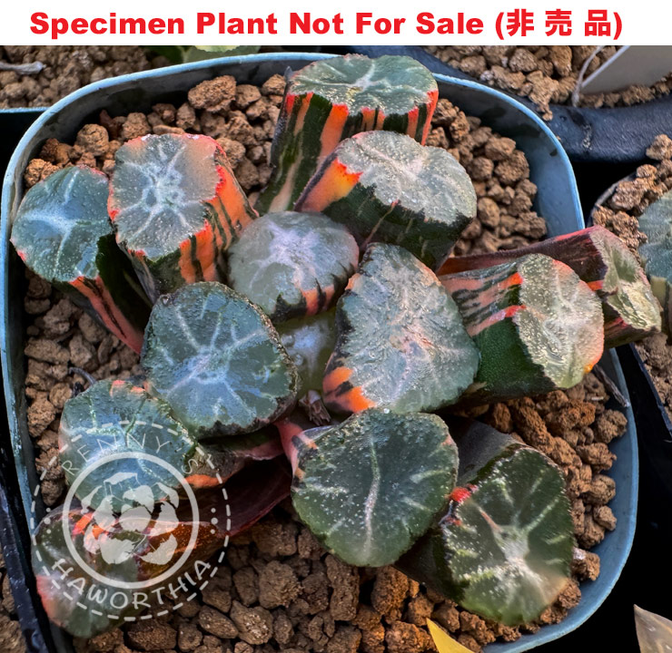 SE-697 H. maughanii 'Inazuma' seedling variegate, 10 seeds, 2025