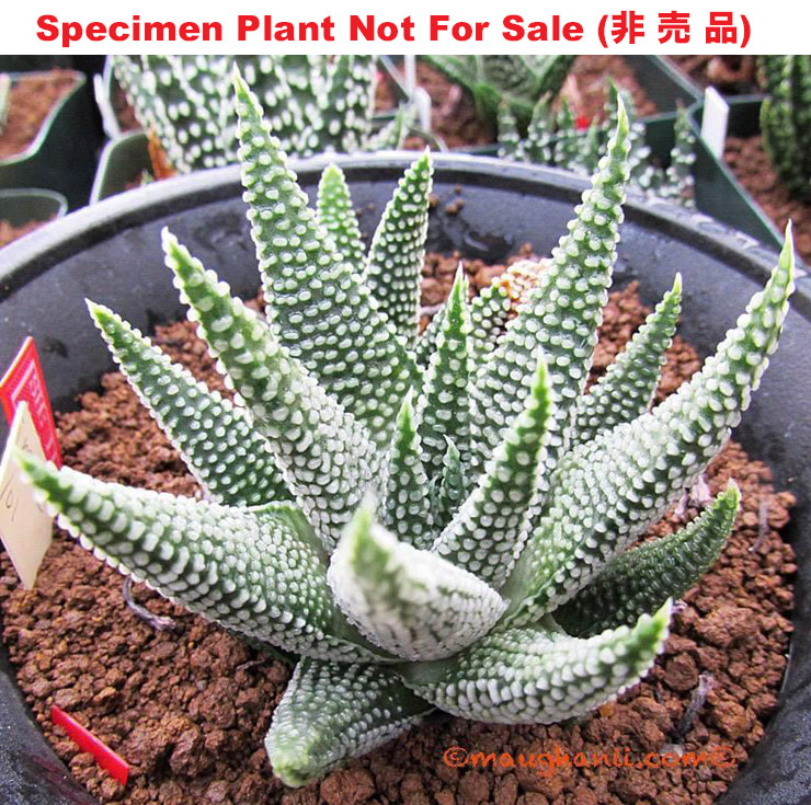 Hyb-936 H. minima 'Brandrivier', 20 seeds, 2025