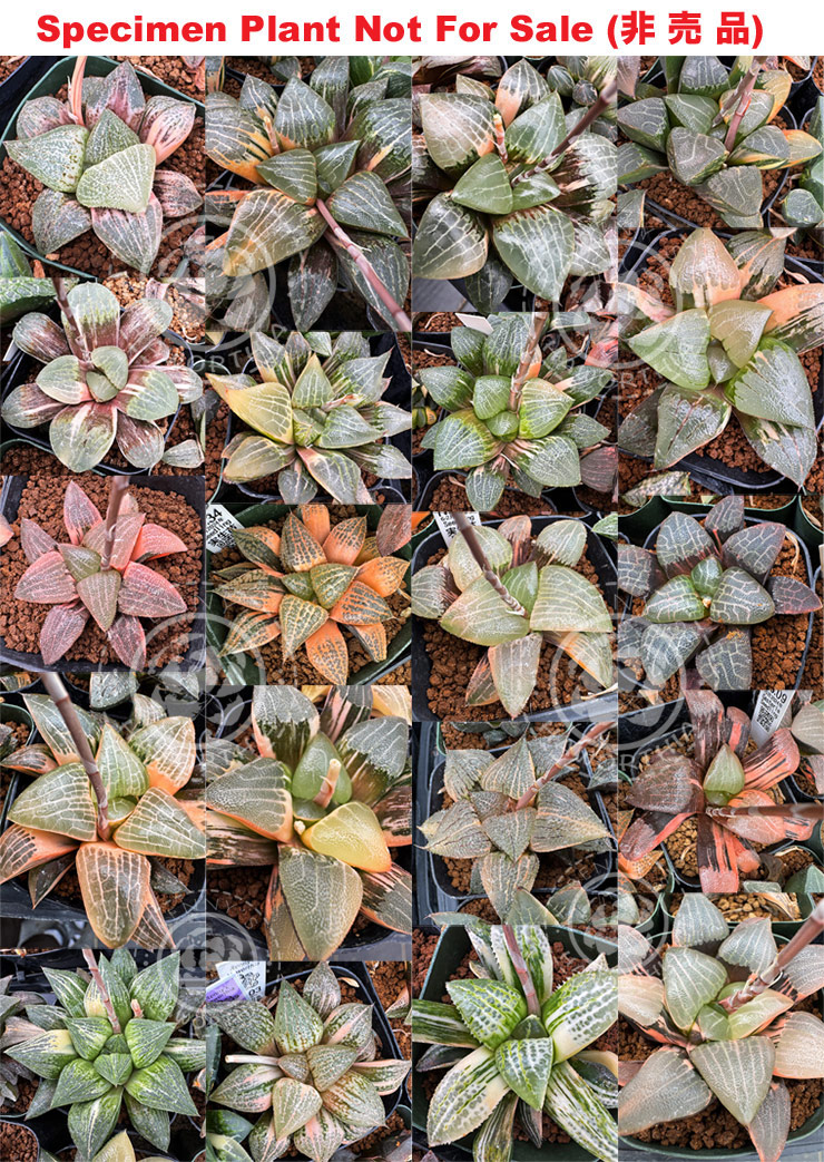 Hyb-1022 H. variegate mix 2025 NEW COLLECTION, 10 seeds