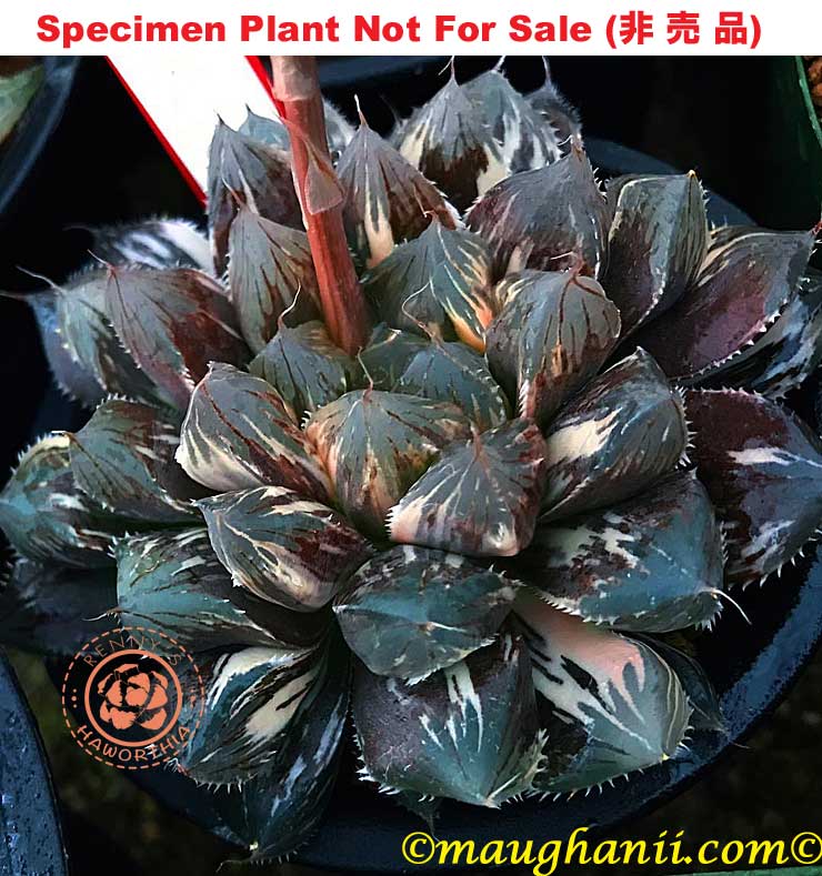 SE-682 H. hyb 'Akebono' Nishiki, 10 seeds, 2025