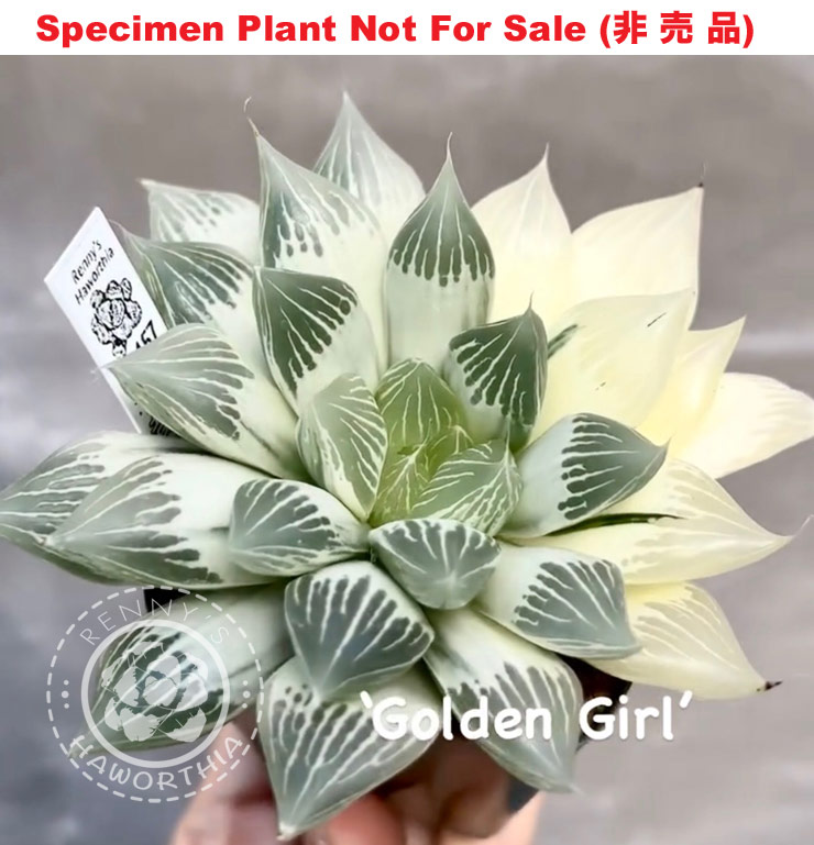 SE-607 H. cv 'Golden Girl' reverse variegate, 10 seeds, 2025