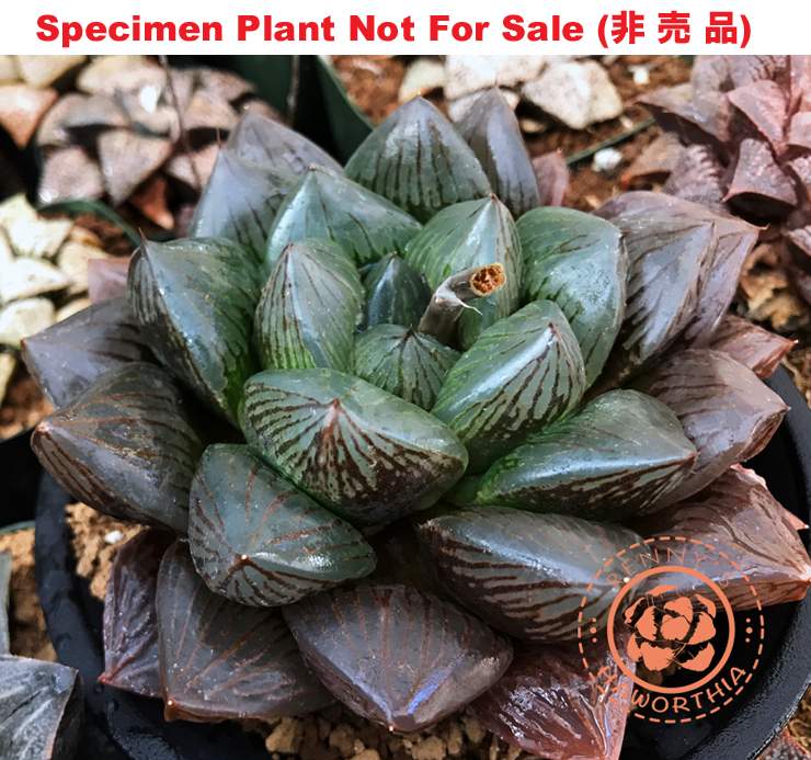 Hyb-370 H. obtusa 'Midnight', 10 seeds, 2025 Hyb-370 H. obtusa 'Midnight', 10 seeds, 2025