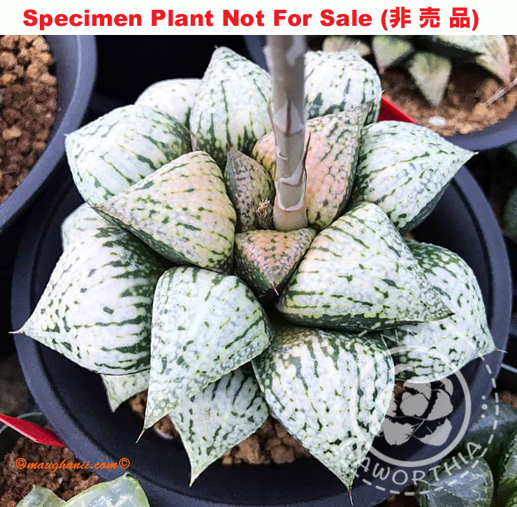 Pict-04 H. picta NP-1 'Pandora', 10 seeds, 2025 Pict-04 H. picta NP-1 'Pandora', 10 seeds, 2025