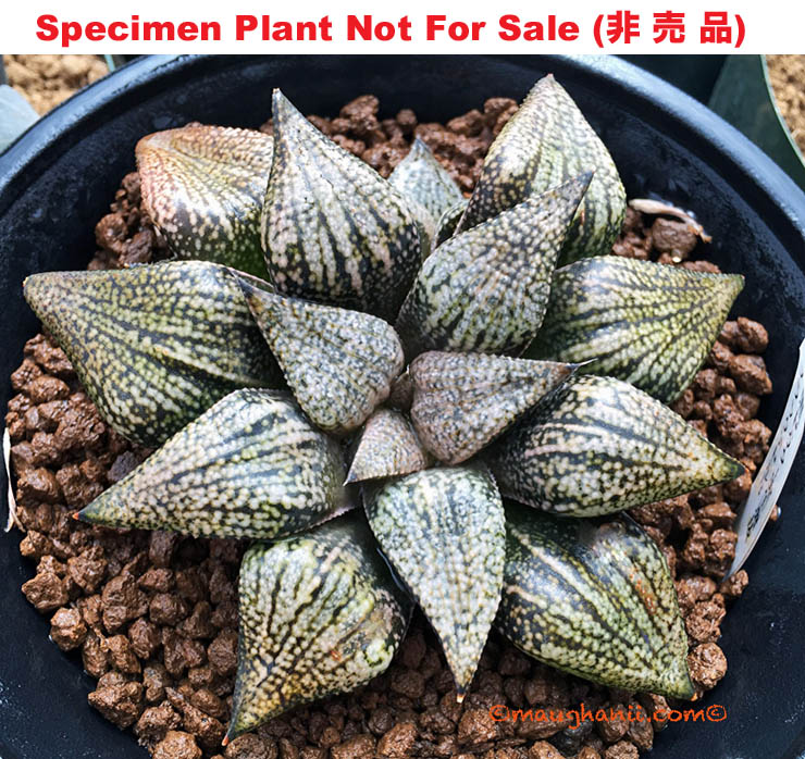 Pict-48 H. picta 'Black Devil', 10 seeds, 2025