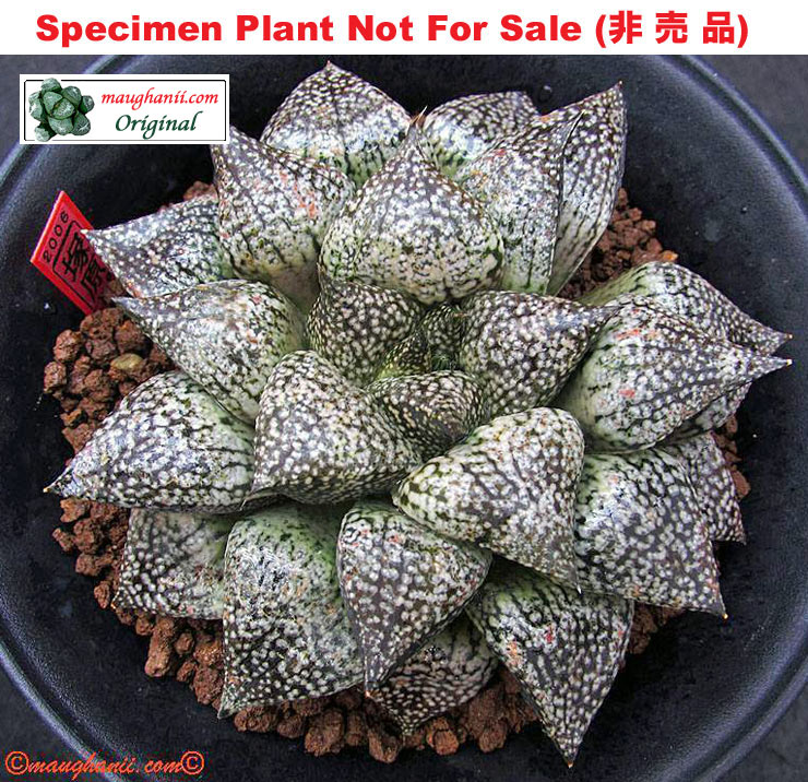 Pict-35 H. picta 'Hercules Cluster', 10 seeds, 2025