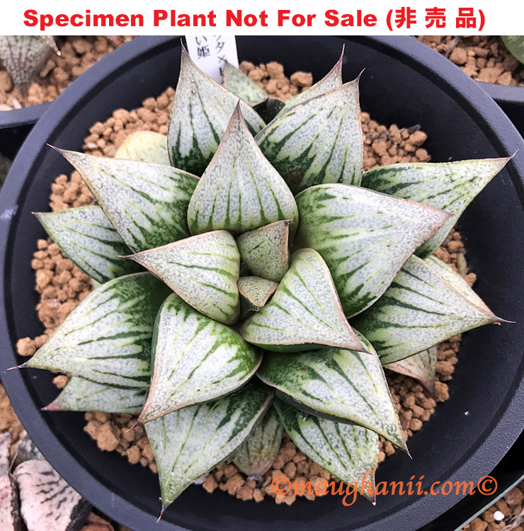 Pict-38 H. picta 'Mai Hime', 10 seeds, 2025