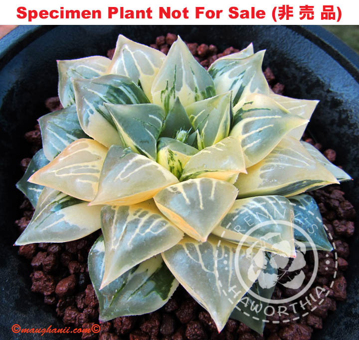 SE-645 H. hyb 'Paradise Flower' variegate, 10 seeds, 2025