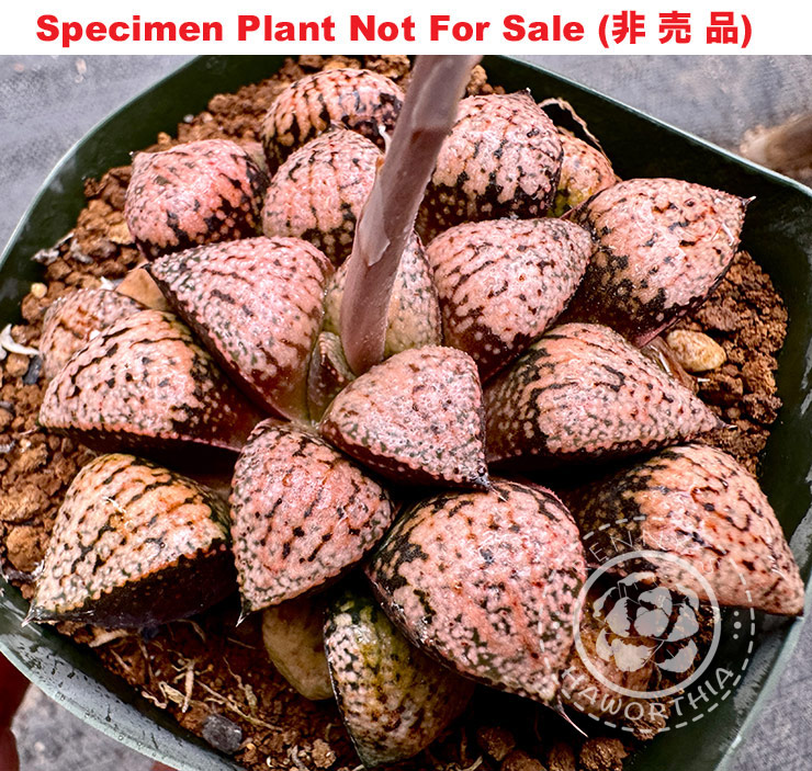 Pict-09 H. picta 'Autumn Heart', 10 seeds, 2025 (4/16) Pict-09 H. picta 'Autumn Heart', 10 seeds, 2025 (4/16)
