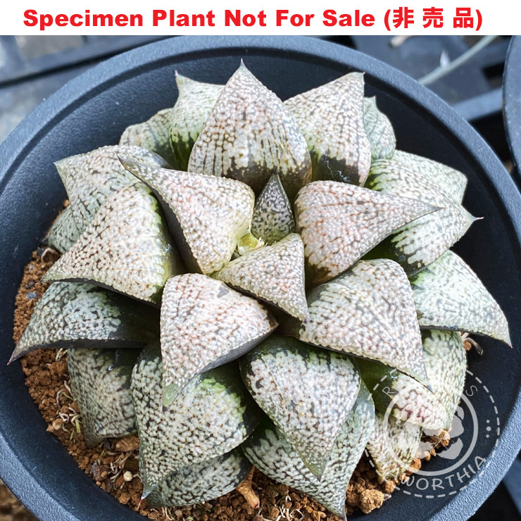 Pict-11 H. picta '739', 10 seeds, 2025 Pict-11 H. picta '739', 10 seeds, 2025