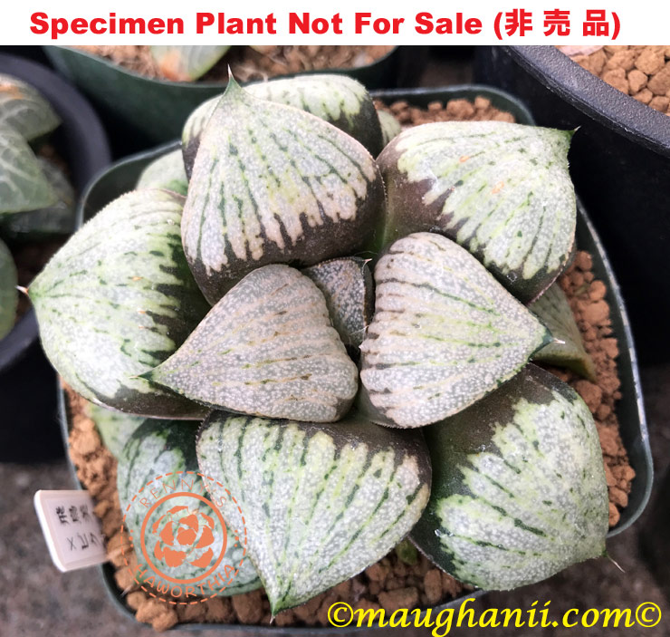 Pict-26 H. picta 'Asuka Bijin', 10 seeds, 2025