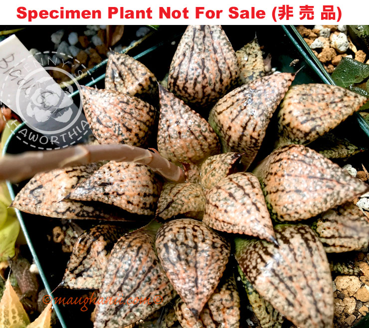 Pict-34 H. picta 'Black Gold', 10 seeds, 2025