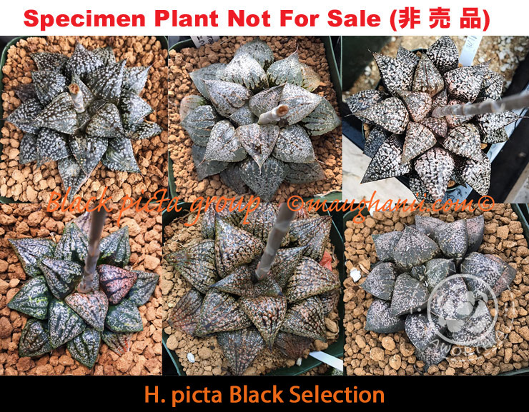 Hyb-1006 H. picta 'Black' selection, 50 seeds, 2025
