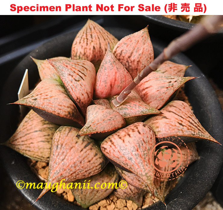 Pict-12 H. picta 'Blood Moon', 10 seeds, 2025 Pict-12 H. picta 'Blood Moon', 10 seeds, 2025