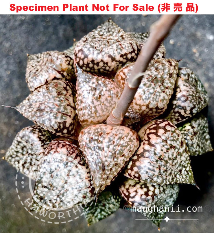 Pict-01 H. picta 'Brownie', 10 seeds, 2025 Pict-01 H. picta 'Brownie', 10 seeds, 2025