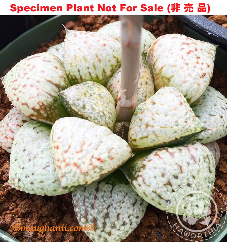 Pict-19 H. picta 'Clementine', 10 seeds, 2025