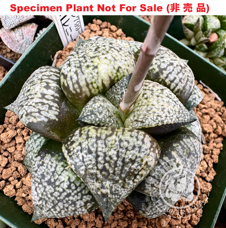 Pict-46 H. picta 'Daruma Black', 10 seeds, 2025