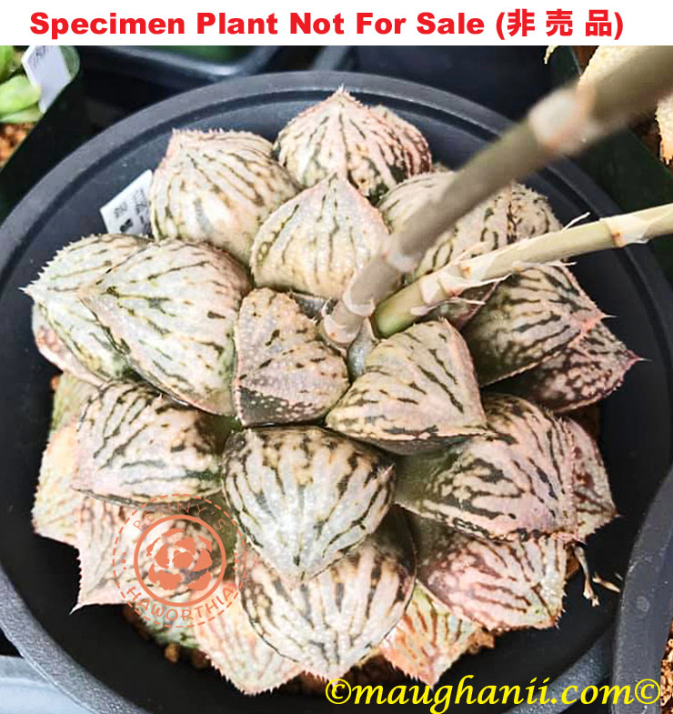 Hyb-350 H. hyb 'Ginrin', 10 seeds, 2025 Hyb-350 H. hyb 'Ginrin', 10 seeds, 2025
